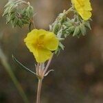 Helianthemum syriacum Otro