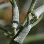 Parolinia intermedia বাকল