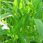 Viola elatior Leaf