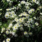 Erigeron annuus Blüte