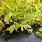 Oenanthe javanica 葉