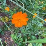 Cosmos sulphureusFloare