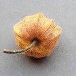 Physalis pubescens Fruit