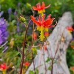 Aquilegia formosa Flor