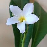 Plumeria alba Flor