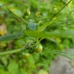 Solanum americanum Fruit