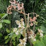 Begonia × phyllomaniaca Blomma