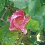 Gossypium herbaceum Flower