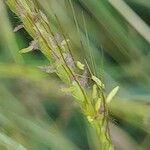 Dichanthium annulatum Flower