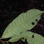 Iryanthera hostmannii Hoja