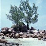 Casuarina equisetifolia Habit