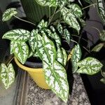 Caladium humboldtii List