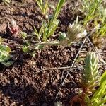 Trifolium cherleri Fiore