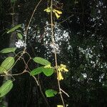 Anemopaegma oligoneuron Habit