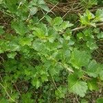 Ribes rubrum Leaf