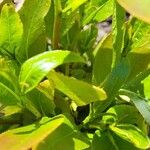 Salix pentandra 叶
