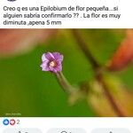 Epilobium palustre Flower
