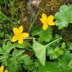 Caltha palustrisFlor