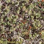 Hypericum empetrifolium Habitus