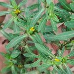 Pectis prostrata Hoja