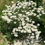 Tanacetum cinerariifolium Hábito