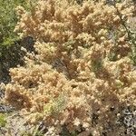 Atriplex lampa Habit