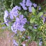 Plumbago europaeaFloro