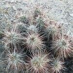 Echinocereus engelmannii Blatt