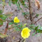 Oenothera biennisफूल