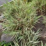 Phalaris arundinacea Feuille