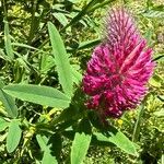 Trifolium rubens Kukka