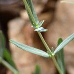 Hypericum linariifolium Leaf