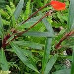 Seemannia sylvatica Hoja
