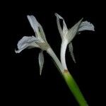 Ischnosiphon elegans Flor