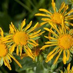 Hymenoxys hoopesii Flower