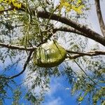 Jacaranda cuspidifolia Fruto