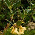 Rhododendron maxwellii