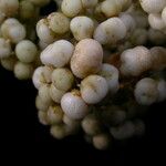 Callicarpa macrophylla Habitus