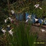 Gladiolus murielae Blomst