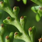 Asplenium theciferum Hoja