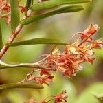 Dendrobium cymatoleguum Fruit