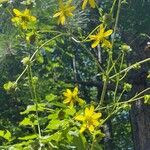 Silphium asteriscus Flower