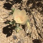 Mentzelia involucrata Flower