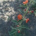 Sphaeralcea incana Flower