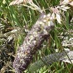 Phleum pratense 花