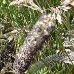 Phleum pratense Fiore