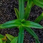 Hexasepalum angustifoliumLeaf