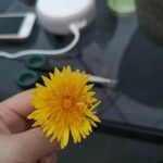 Taraxacum palustre Kwiat