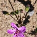 Erodium malacoidesफूल