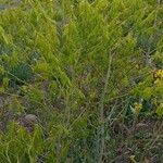 Isatis tinctoria Habit